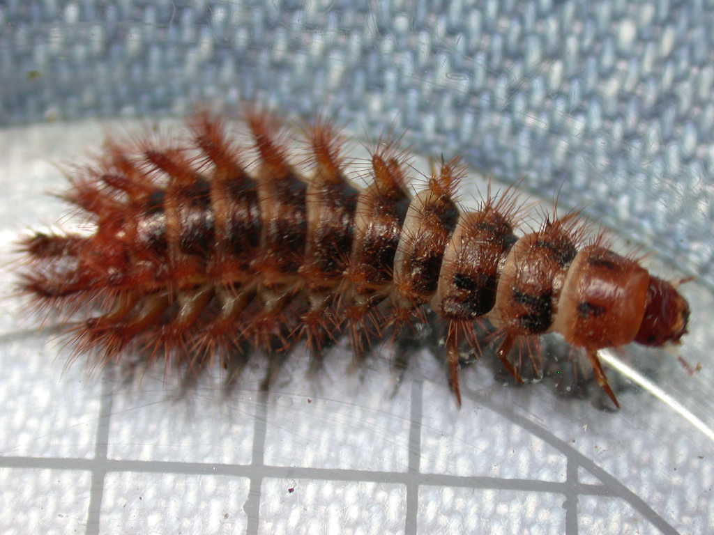 Larva di Drilidae